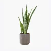 Faucibus Interdum